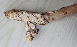 Ockerfleckiger Scheidenstreifling, Foto 6