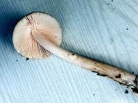 Ockerfleckiger Scheidenstreifling, Foto 10