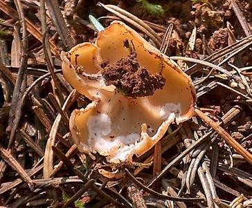 Ockergelbe Lorchel, Foto 3