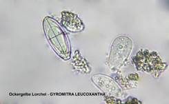 Ockergelbe Lorchel, Foto 18