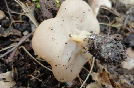 Ockergelbe Lorchel, Foto 4
