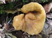 Ockergelbe Lorchel, Foto 5