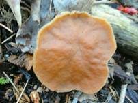 Ockergelbe Lorchel, Foto 8