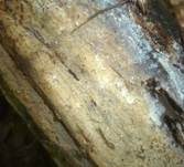 Ockergelber Gloeozystidenrindenpilz, Foto 6