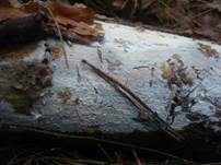 Ockergelber Gloeozystidenrindenpilz, Foto 9