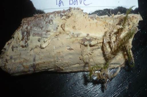Ockergelbes Gelbfilzlager, Foto 3