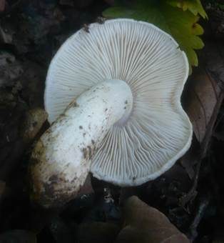 Blasser Rußkopf, Foto 3