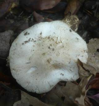 Blasser Rußkopf, Foto 6