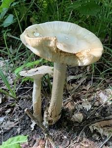 Ockergrauer Riesen-Streifling, Foto 3