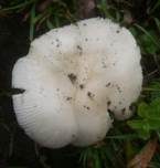 Ockergrauer Riesen-Streifling, Foto 12