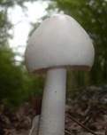 Ockergrauer Riesen-Streifling, Foto 13