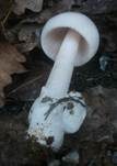 Ockergrauer Riesen-Streifling, Foto 14