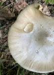 Ockergrauer Riesen-Streifling, Foto 16