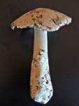 Ockergrauer Riesen-Streifling, Foto 17