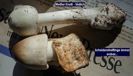 Ockergrauer Riesen-Streifling, Foto 4