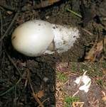 Ockergrauer Riesen-Streifling, Foto 22