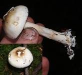 Ockergrauer Riesen-Streifling, Foto 23