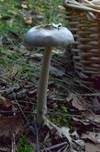 Ockergrauer Riesen-Streifling, Foto 24