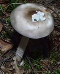 Ockergrauer Riesen-Streifling, Foto 25