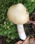 Ockergrauer Riesen-Streifling, Foto 9