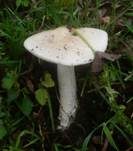 Ockergrauer Riesen-Streifling, Foto 10