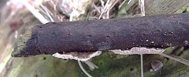 Ockerrötlicher Resupinatstacheling, Foto 13