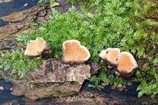 Ockerrötlicher Resupinatstacheling, Foto 14