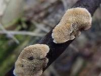 Ockerrötlicher Resupinatstacheling, Foto 18