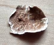 Ockerrötlicher Resupinatstacheling, Foto 19