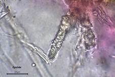 Ockerrötlicher Resupinatstacheling, Foto 25