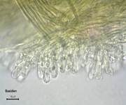 Ockerrötlicher Resupinatstacheling, Foto 28