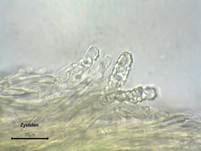 Ockerrötlicher Resupinatstacheling, Foto 31