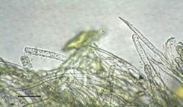 Ockerrötlicher Resupinatstacheling, Foto 33