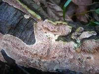 Ockerrötlicher Resupinatstacheling, Foto 8