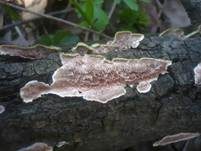 Ockerrötlicher Resupinatstacheling, Foto 9
