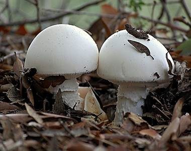 Ockerscheidiger Eierwulstling, Foto 2