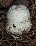 Ockerscheidiger Eierwulstling, Foto 6