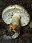 Ockerscheidiger Eierwulstling, Foto 10