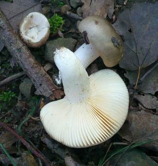 Ockersporiger Speisetäubling, Foto 2