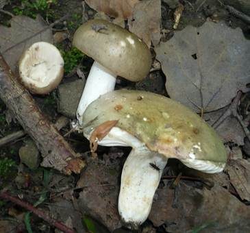 Ockersporiger Speisetäubling, Foto 3