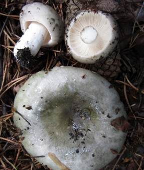 Ockersporiger Speisetäubling, Foto 4