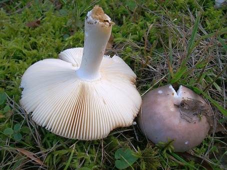 Ockersporiger Speisetäubling, Foto 5