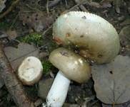 Ockersporiger Speisetäubling, Foto 6