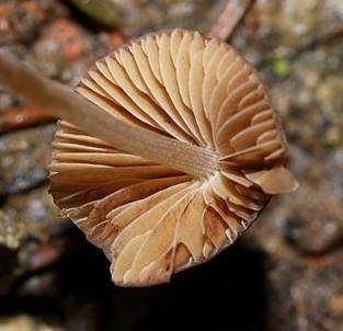 Ockerstreifiges Samthäubchen, Foto 3