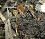 Ockerstreifiges Samthäubchen, Foto 12