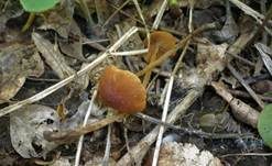 Ockerstreifiges Samthäubchen, Foto 15