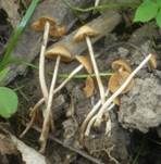 Ockerstreifiges Samthäubchen, Foto 16