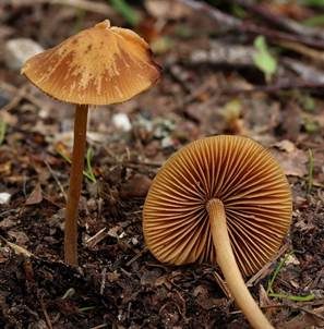 Ockerstreifiges Samthäubchen, Foto 4