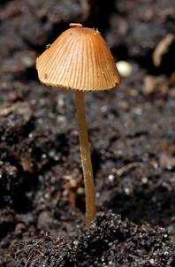 Ockerstreifiges Samthäubchen, Foto 5