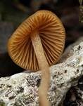 Ockerstreifiges Samthäubchen, Foto 8
